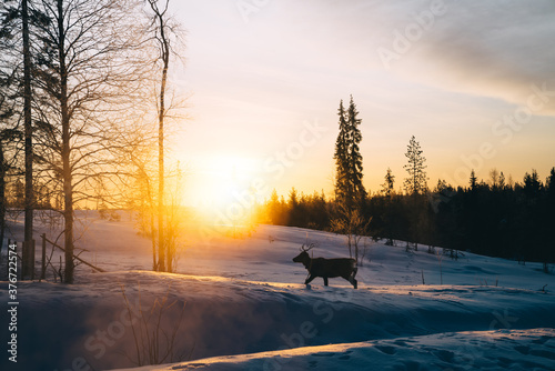 Mammal animal running over wild snowy area in Lapland during sunset, scenic view of scandinavian environment and wild noble deer on sunrise