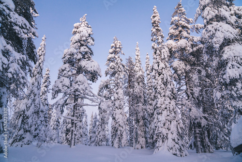 Tall spruce with branches covered with ice and white snow in winter season, northern nature environment in Finland national park in Riisitunturi