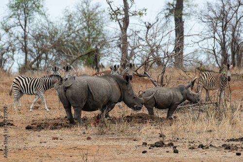 Fototapeta Naklejka Na Ścianę i Meble -  Rhinocéros blanc, femelle et jeune, white rhino, Ceratotherium simum, Parc national Kruger, Afrique du Sud