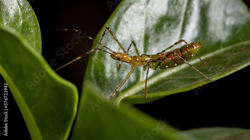 Assassin Bug nymph of the Family Reduviidae photo