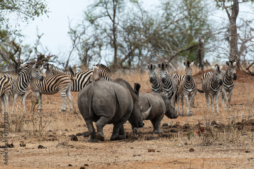 Fototapeta Naklejka Na Ścianę i Meble -  Rhinocéros blanc, femelle et jeune, white rhino, Ceratotherium simum, Parc national Kruger, Afrique du Sud