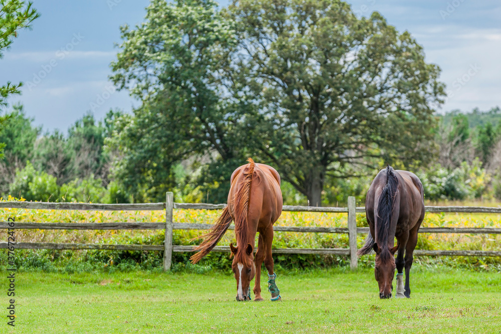 Two Thoroughbred horses with fly boots on grazing in a pasture with a split rail fence, a yellow field, a large oak tree, and storm clouds in the background.
