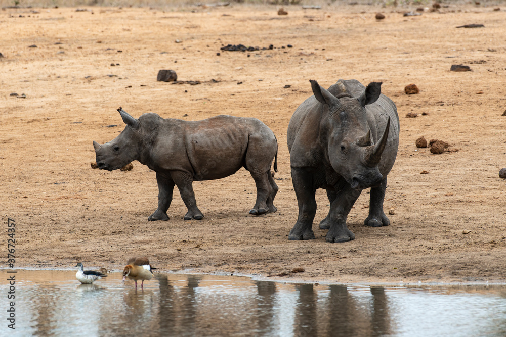 Fototapeta premium Rhinocéros blanc, femelle et jeune, white rhino, Ceratotherium simum, Parc national Kruger, Afrique du Sud