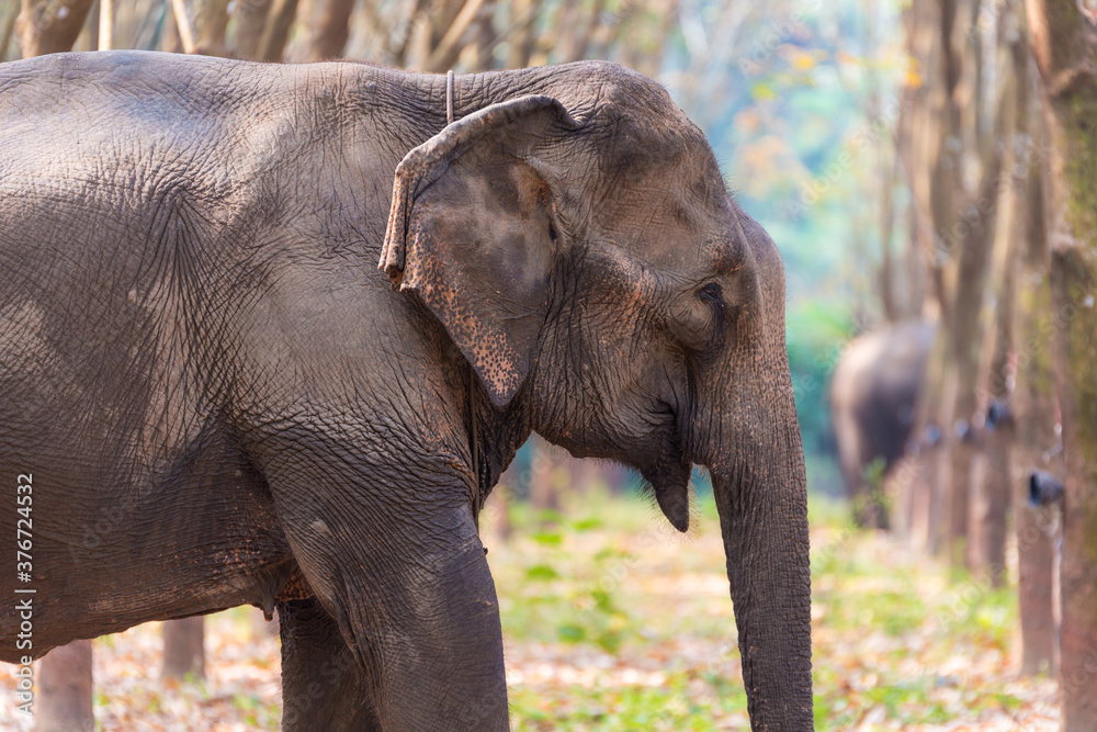 Thai Elephant in a forest at Kanchanaburi province, Thailand Thai Elephant in a forest at Kanchanaburi province, Thailand
