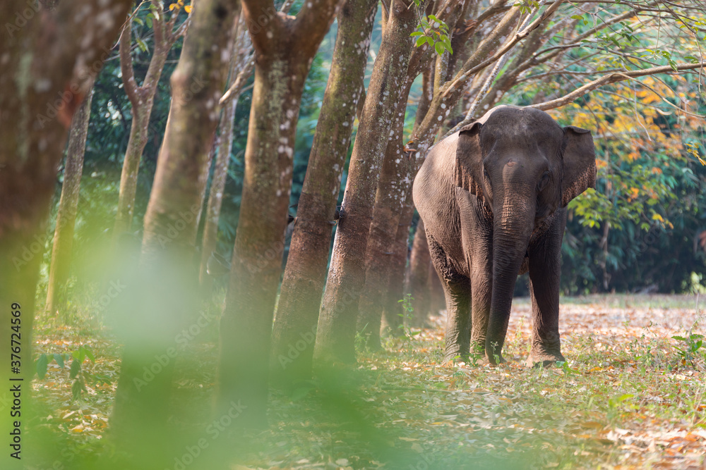 Fototapeta premium Thai Elephant in a forest at Kanchanaburi province, Thailand