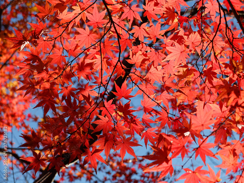 透過光で輝くもみじの紅葉