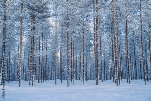 Cropped image of tall trees capped with ice and snow in nordic climate and environment, breathtaking scenery of winter forest landscape