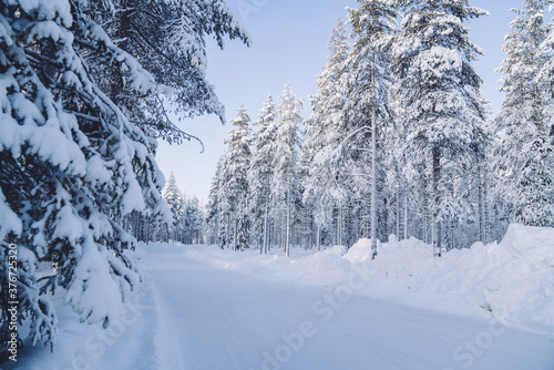 Scenic white environment of tall spruce trees covered with ice and snow on north nature, calm nature of Riisitunturi national park destination with road in forest