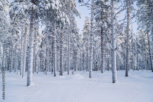 White environment of frosty trees with snow on spruce brunches on wild nature, winter wonderland destination on northern climate and landscape