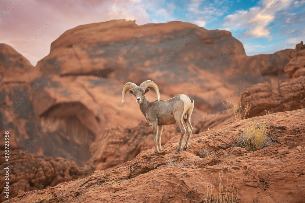 Big Horn Sheep standing on a rocky ledge