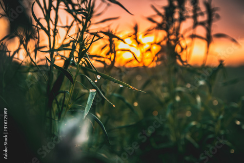 sunset in the woods