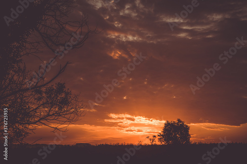 sunset in the woods