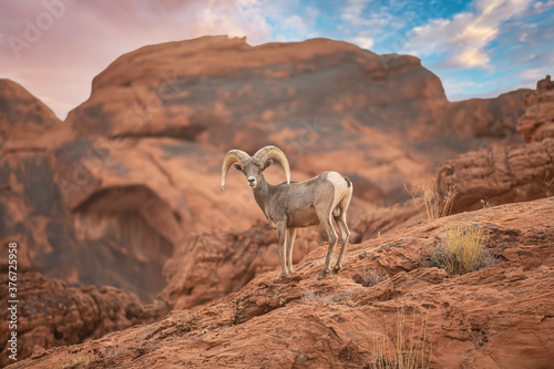 Obraz na płótnie Big Horn Sheep standing on a rocky ledge w salonie