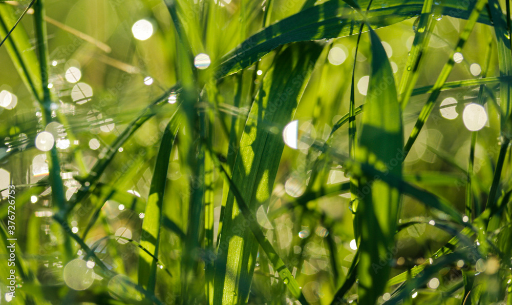 Fresh spring grass with drops on a natural defocused light green background. Abstract background. Fresh spring grass with drops on a natural defocused light green background. Abstract background.