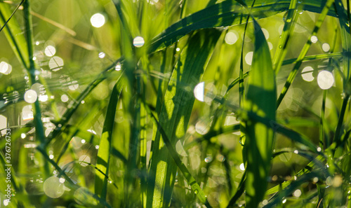 Fresh spring grass with drops on a natural defocused light green background. Abstract background.