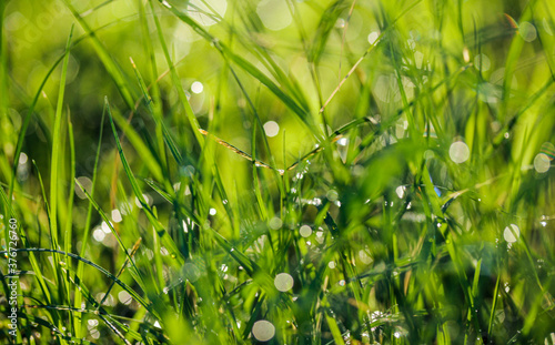 Fresh spring grass with drops on a natural defocused light green background. Abstract background.