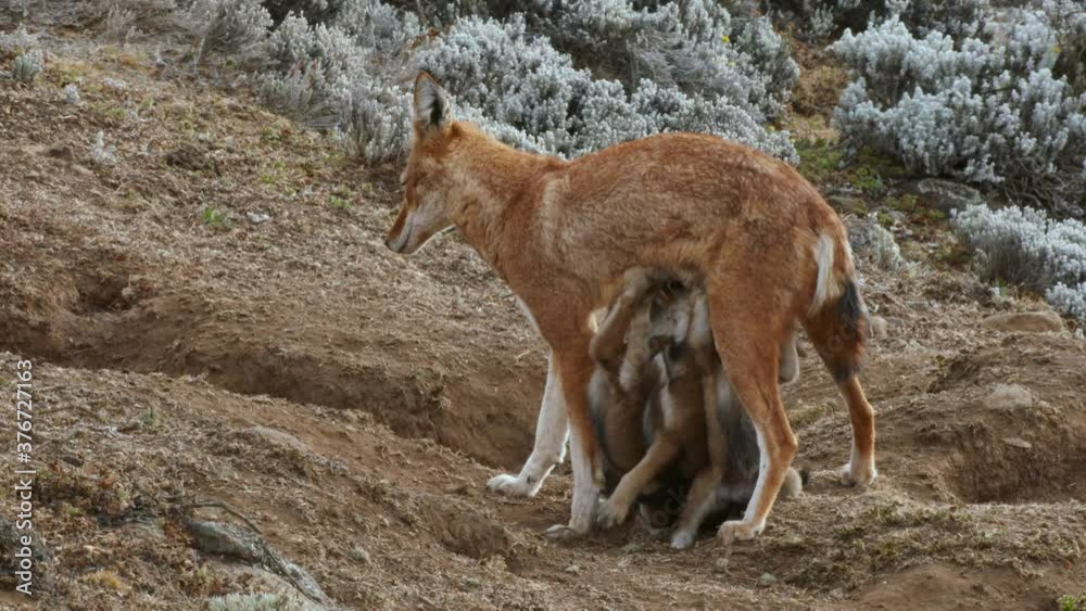 Ethiopian wolf feeding pups, Ethiopia Ethiopian wolf feeding pups, Ethiopia