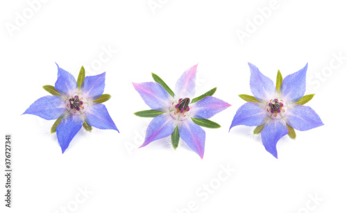 borage flower