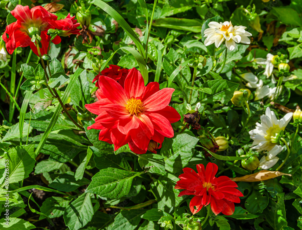 Flowers of different colors on the garden plot on a summer day. Flowers of different colors on the garden plot on a summer day.