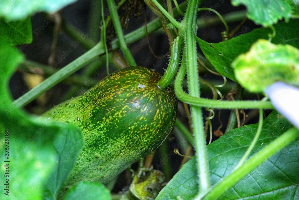 Obraz premium zucchini on the vine