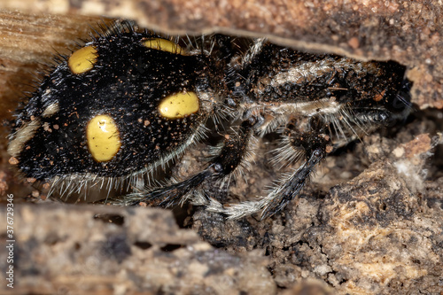 Velvet Ant of the Genus Traumatomutilla photo