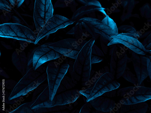 Beautiful abstract color blue flowers on dark background, dark flower frame and blue leaves texture, blue background, dark blue graphics banner