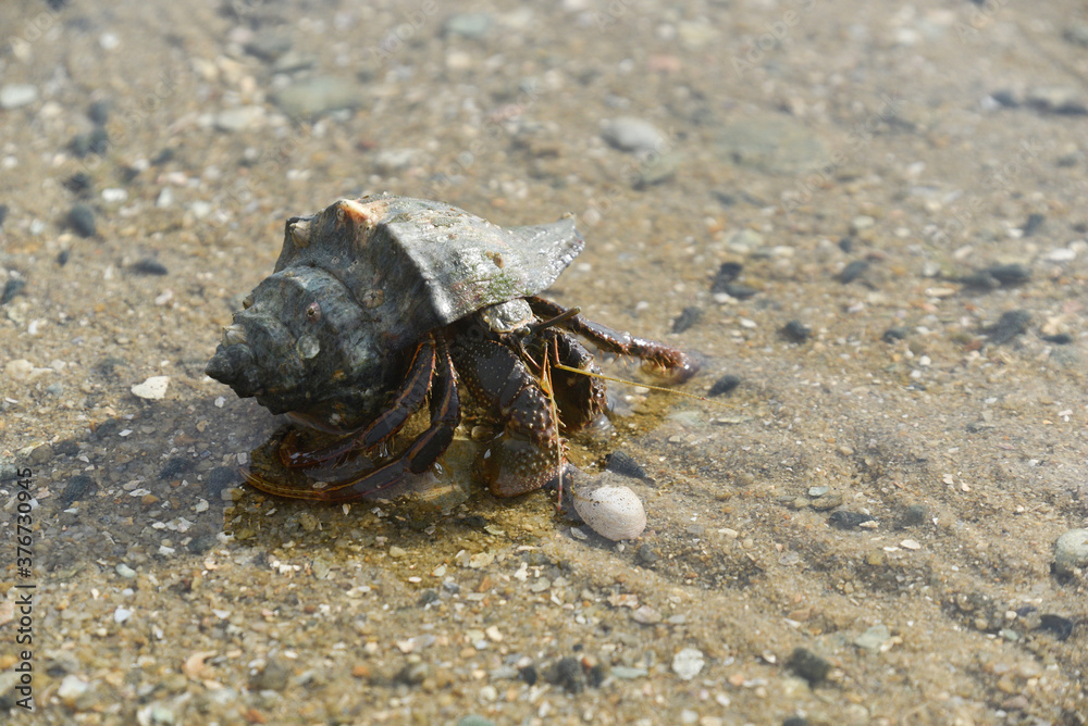 Hermit crabs that live by the sea and use shells to armor and house.