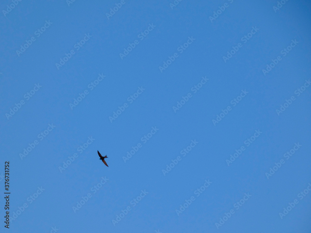 Birds flying through the blue sky Birds flying through the blue sky