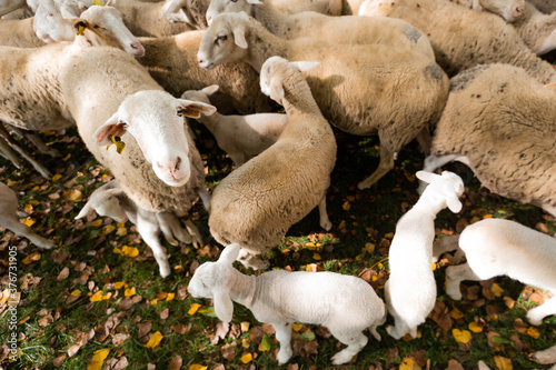 sheep and lambs in a fence during autumn photo