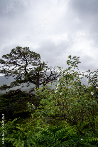 Glen Affric path; portrait; cloudy photo