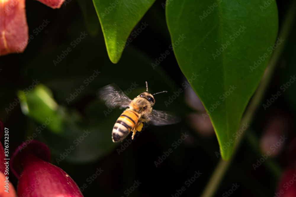 A bee flying 