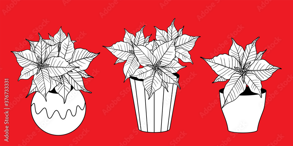 Christmas plants illustration. Poinsettia in a pot in doodle line style, modern illustration isolated on white background. Christmas plants illustration. Poinsettia in a pot in doodle line style, modern illustration isolated on white background.