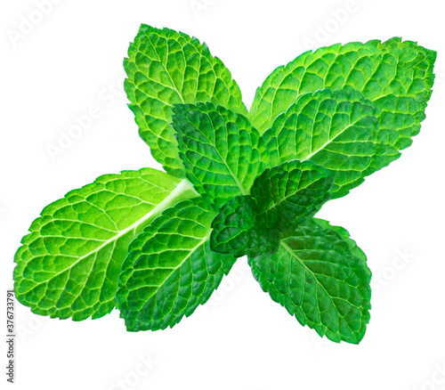 Fresh mint leaf isolated on white background. Mint, peppermint herb leaves close up.
