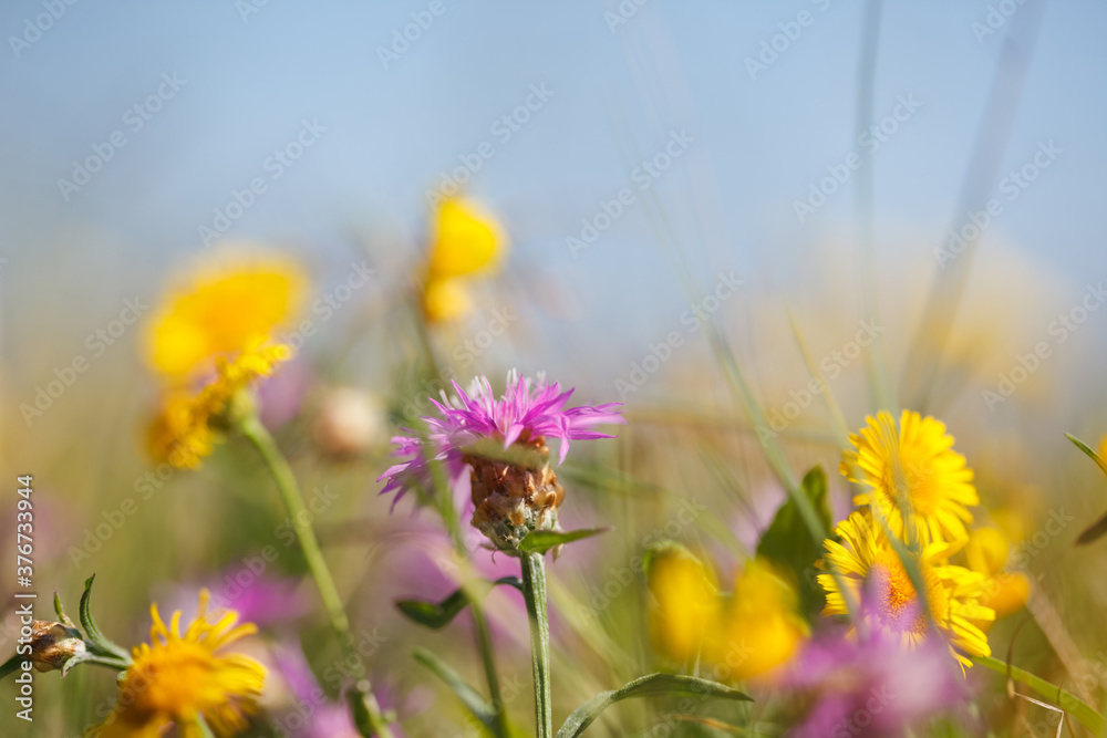Beautiful meadow with yellow and purple wildflowers.  Summer nature with wildflowers and blue sky in background.  Close up image..