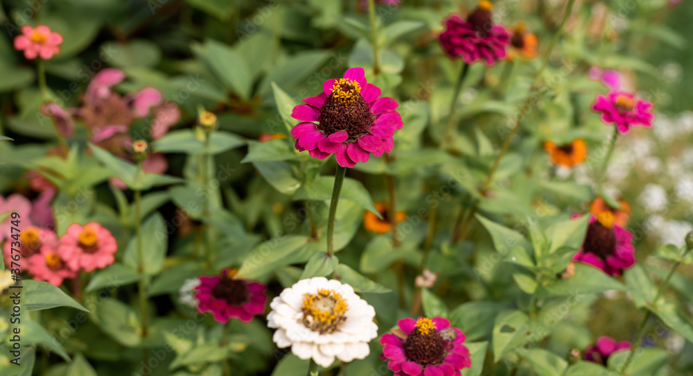 Bright pink and orange elegant zinnia flowers in the garden. Bright pink and orange elegant zinnia flowers in the garden.