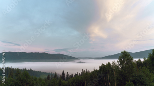 Mountains above the clouds covered by pine trees on Carpathian mountains