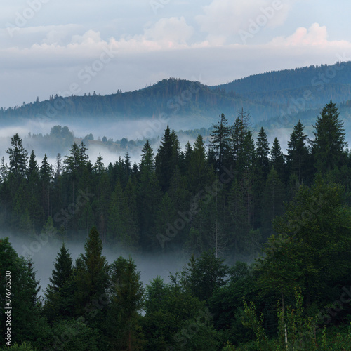 Fototapeta Naklejka Na Ścianę i Meble -  Foggy pine forest on Carpathian mountains early morning