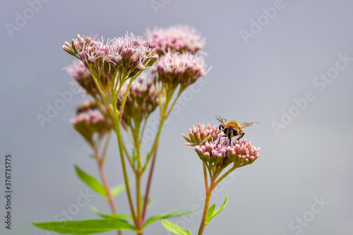 agrimony, animal, background, bee, bloom, blooming, blossom, blurred background, bokeh, botany, bumblebee, cannabinum, close up, close-up, closeup, copy space, dutch, eupatorium, eupatorium cannabinum