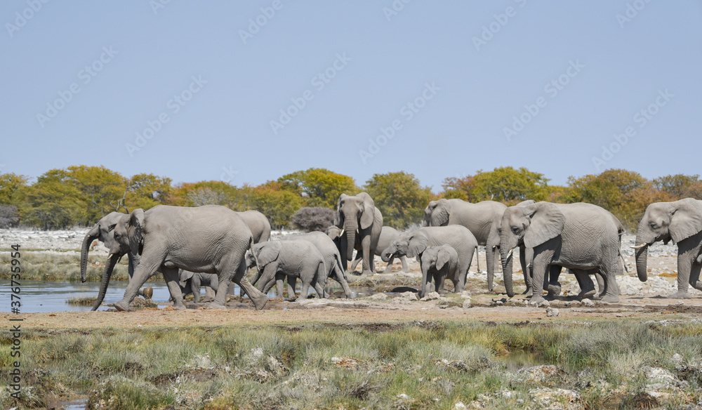 Obraz premium Elefanten im Etosha National Park Namibia Südafrika