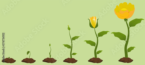 Stages of blue flower growth