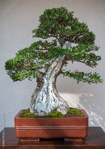 Olea oleaster tree bonsai, in a square clay pot, on a table. 