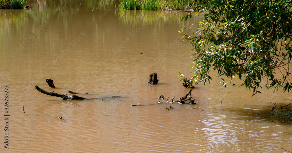 Muddy tropical river with dirt water with wooden log after rain Muddy tropical river with dirt water with wooden log after rain