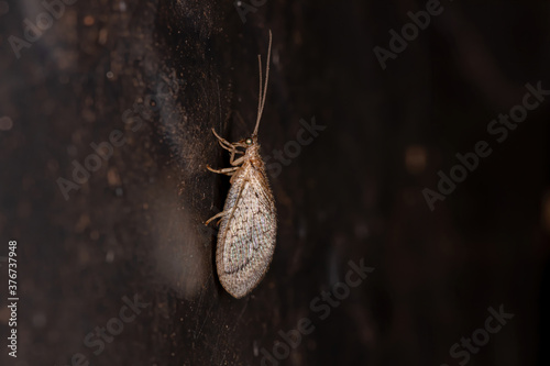 Brown Lacewing of the Family Hemerobiidae photo