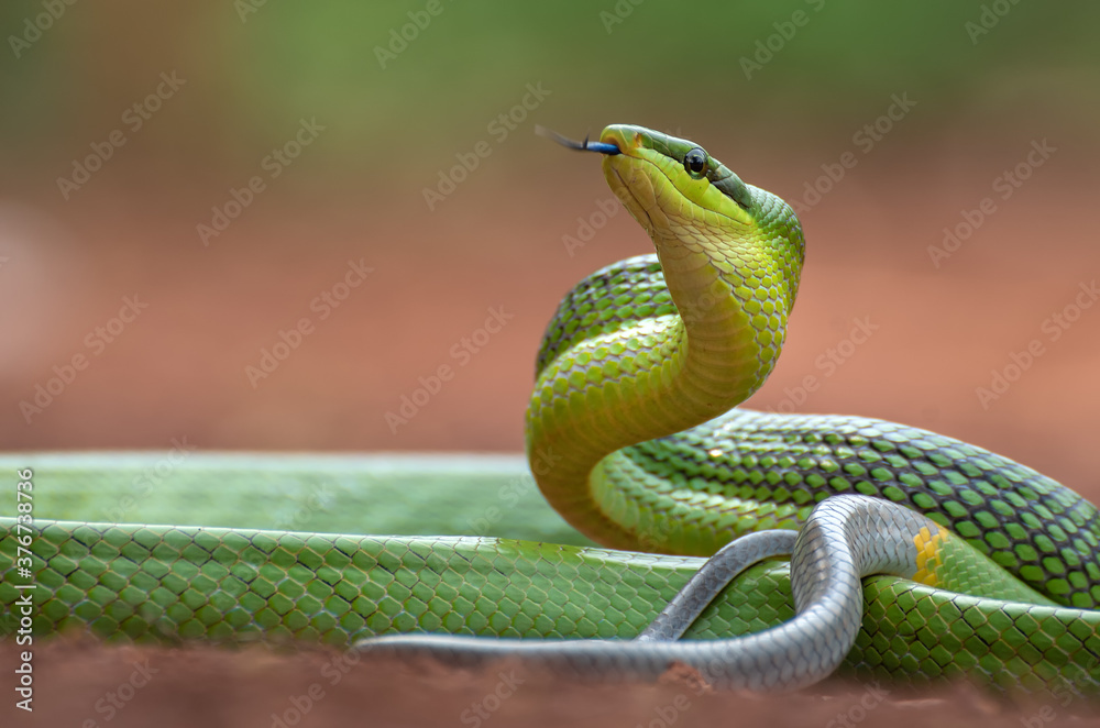 Fototapeta premium The red-tailed green ratsnake