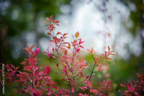 Autumn red leafes on blurred background, very shallow focus. Colorful foliage in the autumn park.