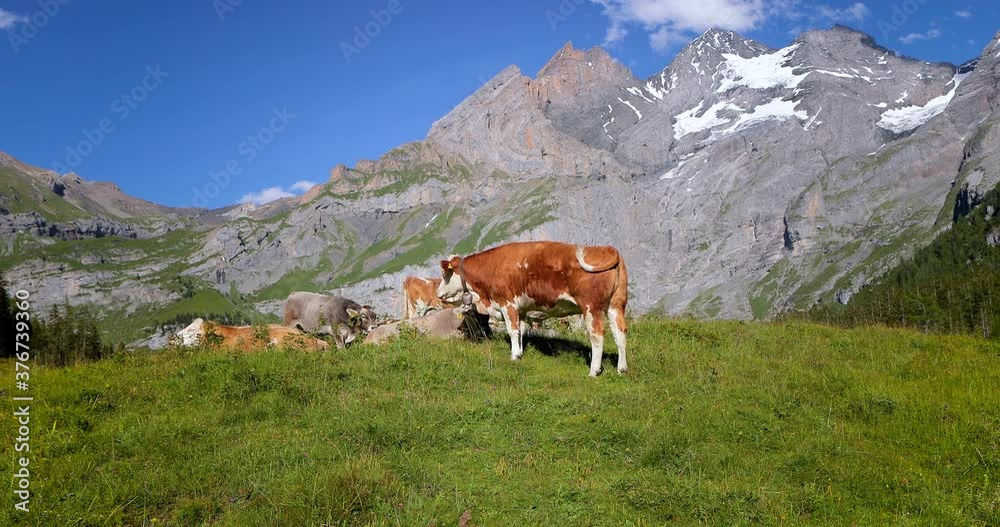 Herd of cows in an Alpine meadow, with mountains and blue sky in the background - close view 4K Herd of cows in an Alpine meadow, with mountains and blue sky in the background - close view 4K
