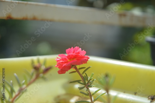 pink flower in garden
