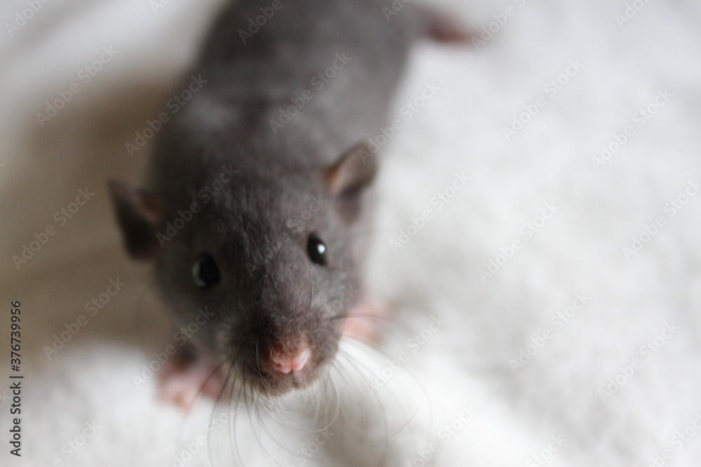 black rat looking white blurr background 