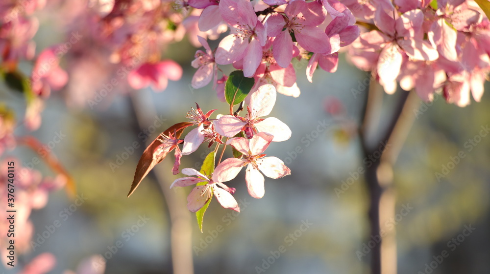 Sakura bloom close-up in the sunset light Sakura bloom close-up in the sunset light