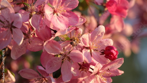 Sakura blossom close up with little bee on flower © Lena Kurz